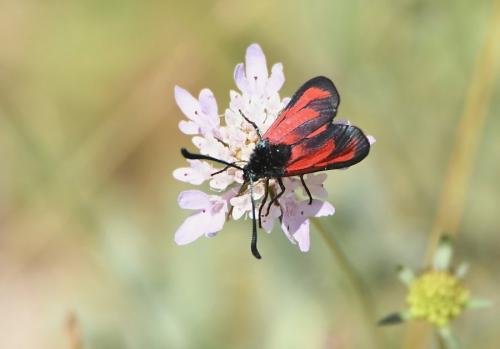 Réf. 222 292 : Zygaena erythrus